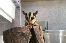 Trào lưu nuôi sóc bay của giới trẻ