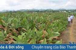 Phát triển vùng nguyên liệu cây dong riềng gắn với chế biến ở miền núi