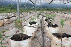 Nhân rộng mô hình tưới tiết kiệm cho cây trồng cạn