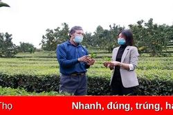 Phấn đấu đạt khoảng 15,7 nghìn ha chè vào năm 2025