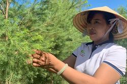 Chuyển nghề sau phá sản vì 'vàng trắng', nữ nông dân thu 3 tỷ đồng mỗi năm