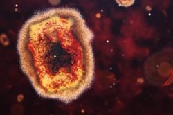 CDC Mỹ: Đậu mùa khỉ có thể lây virus từ người sang vật nuôi