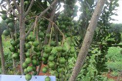 Tập huấn đầu vườn kỹ thuật trồng và chăm sóc cây mắc ca