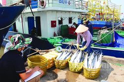 Nỗi buồn 'tàu cá 67': (Kỳ 2): Cần sớm có giải pháp tháo gỡ