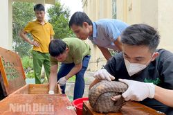 Cứu hộ 5 cá thể Tê tê java về Vườn quốc gia Cúc Phương