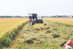 Đẩy nhanh tiến độ thu hoạch lúa vụ hè thu