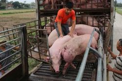 Giá lợn hơi vượt 70.000 đồng một kg