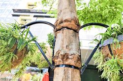 'Vòng kim cô' gây hại cây xanh