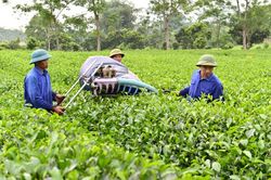 Việt Nam đứng thứ 7 thế giới về sản xuất chè