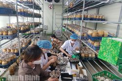 Nâng cao chất lượng, hiệu quả đào tạo nghề cho lao động nông thôn