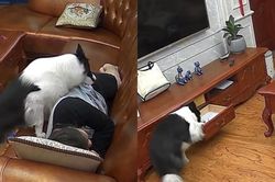 Chết cười với chú chó 'lươn lẹo' lấy tiền chủ tạo quỹ đen