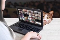 Bị sa thải vì để mèo xuất hiện trong lớp học