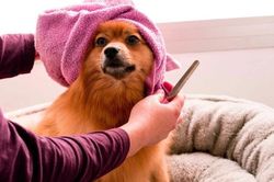 Thái Lan: Dịch vụ cho thú cưng ngày càng nở rộ