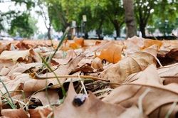 Anh đón 'mùa Thu giả' vì nắng nóng bất thường