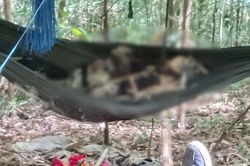 Điều tra, xác minh nhân thân của hai bộ xương người được phát hiện trong rừng