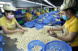 Phòng ngừa lừa đảo trong thương mại quốc tế: Từ vụ việc hạt điều