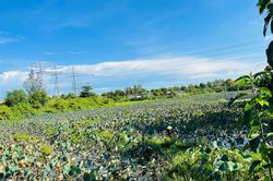 Hiệu quả mô hình trồng sen ở thôn Thạch Nham Đông