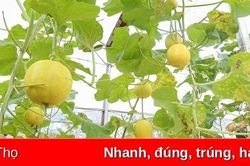 Thu hoạch dưa lê