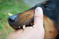 Bé 13 tháng tuổi bị chó cắn khi sang hàng xóm chơi