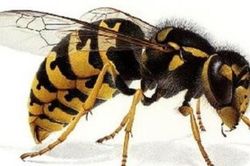 Tử vong do ong vò vẽ đốt