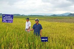 Đạ Tẻh: Hoàn thành lớp huấn luyện quản lý dịch hại tổng hợp trên cây lúa