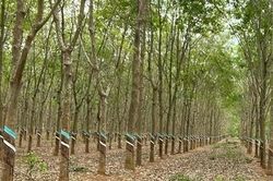 Nam thanh niên chết trong tư thế treo cổ ở vườn cao su