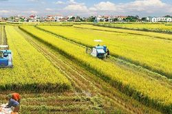 Giúp nông dân thoát bẫy tín dụng đen núp bóng bán chịu vật tư, phân bón