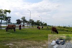 'Lá phổi xanh' chứa rác!