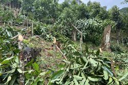 Bảo Nhai (Bắc Hà): Một hộ bị phá hoại hơn 600 cây quế 6 năm tuổi