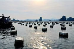 Quảng Ninh không để tái diễn tình trạng nuôi trồng thủy sản trái phép trên vịnh Bái Tử Long