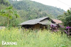 Mùa hoa cải Tây Bắc