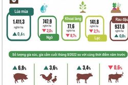 Tình hình kinh tế - xã hội tháng 8 và 8 tháng năm 2022