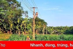 Đảm bảo an toàn lưới điện hạ áp