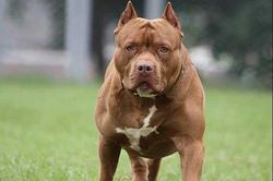 Chó pitbull nặng 40 kg cắn chết chủ