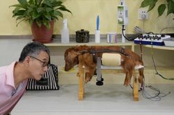Nở rộ dịch vụ châm cứu cho thú cưng ở Trung Quốc