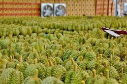 Trung Quốc 'cuồng' sầu riêng: Cẩn trọng dao hai lưỡi