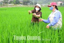Sâu, bệnh hại lan rộng trên lúa mùa