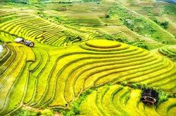Đẹp nao lòng 'mùa vàng' Tây Bắc