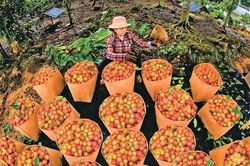 Tiếp cận sâu hơn vào thị trường Pháp