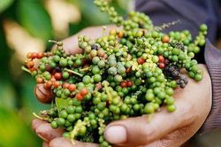 Kim ngạch xuất khẩu hồ tiêu 8 tháng tăng hơn 11%