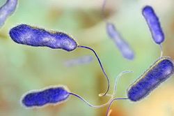 Argentina ghi nhận 5 trường hợp tử vong do nhiễm vi khuẩn Legionella