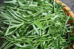 Phòng ngộ độc rau muống bẩn