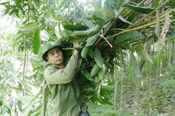 Nông dân Khởi Khe làm giàu từ cây quế