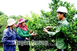 Vườn quả ngọt dưới chân núi Dơi