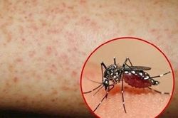 Đồng Tháp có 8.425 ca mắc sốt xuất huyết
