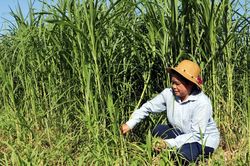 Hiệu quả từ chuyển đổi cơ cấu cây trồng