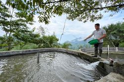 Giá cá nước lạnh tăng, người dân hồ hởi tái đàn