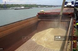 Liên hợp quốc và Nga thảo luận về xuất khẩu ngũ cốc, phân bón