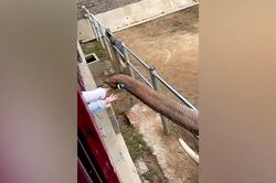 Kinh ngạc cảnh chú voi nhặt chiếc giày trả lại cô bé