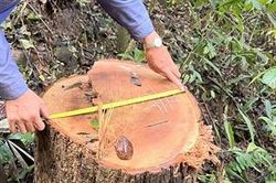 Kon Tum: Phát hiện vụ phá rừng lớn gần 150 m3 gỗ ở xã biên giới Mô Rai